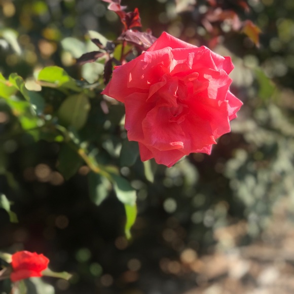 Meet your Posher, Elizabeth - Picture 1 of 1